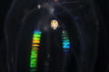   King disco hitchiker galaxy  